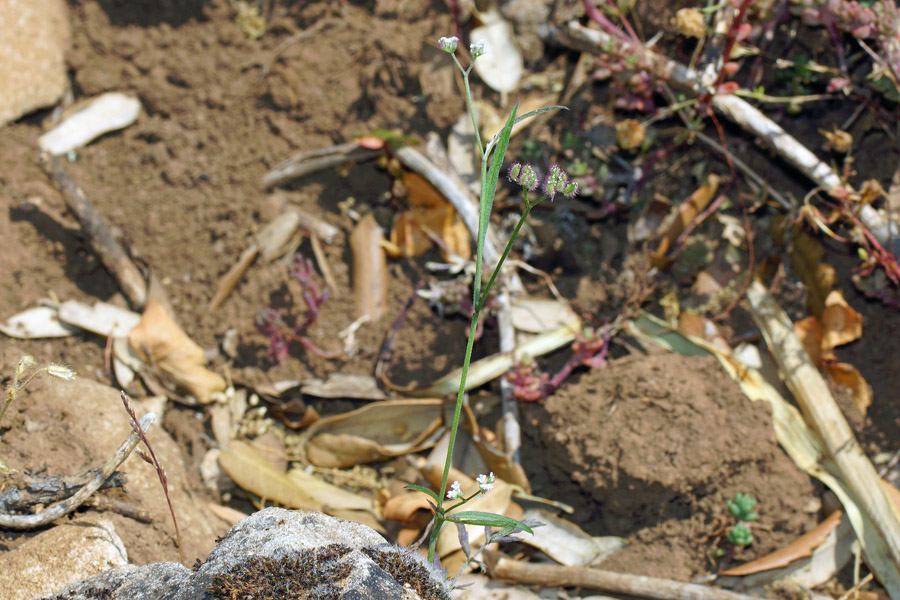 Torilis africana (=Torilis arvensis subsp. purpurea)